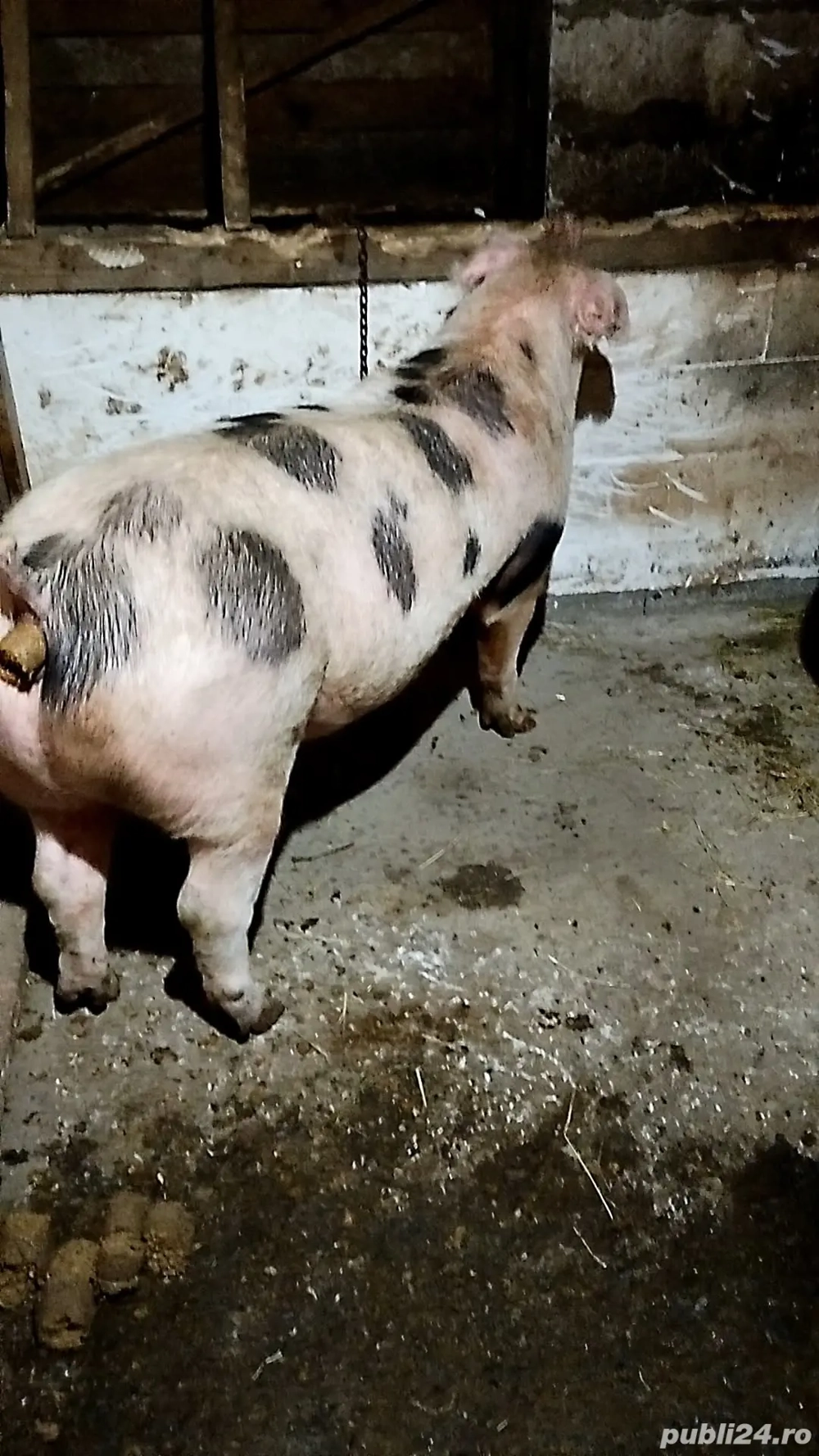 Scroafa de vanzare 