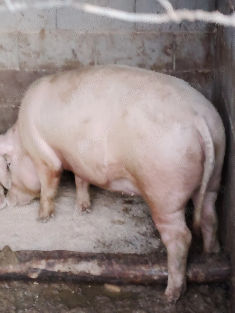 Porci de casă crescuți natural 