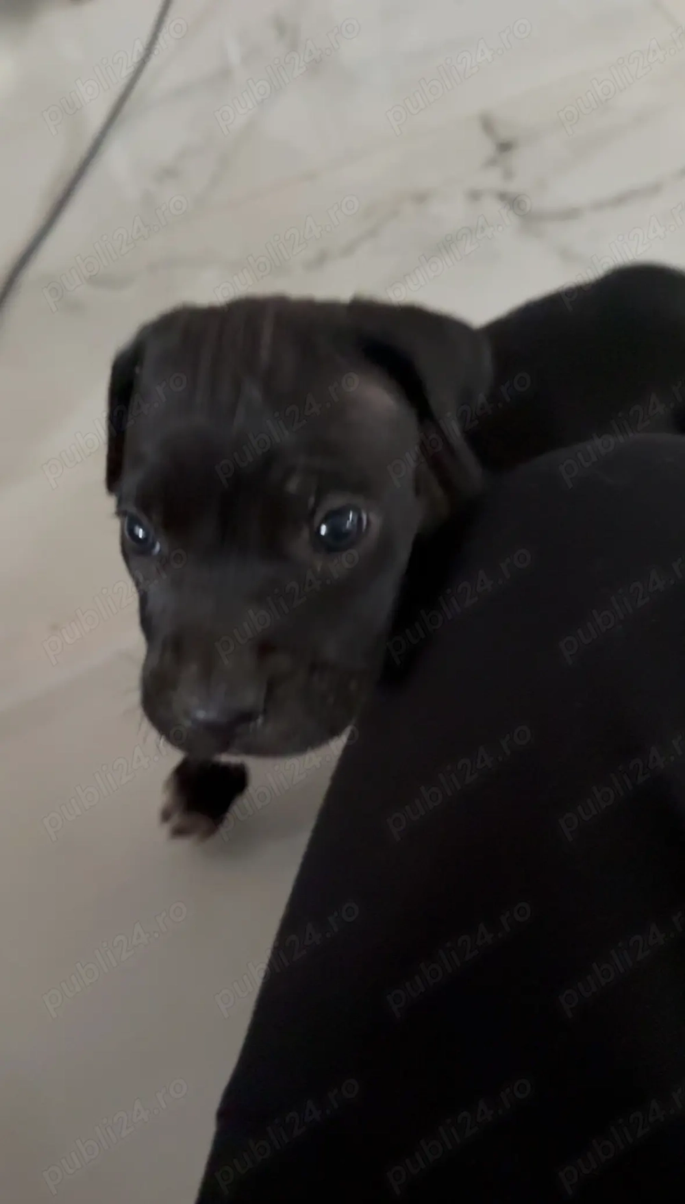 Vând pui de Cane Corso 