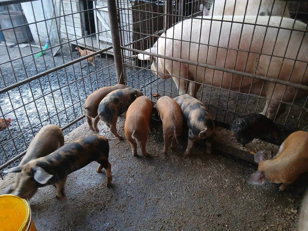 Vand purcei montati     .