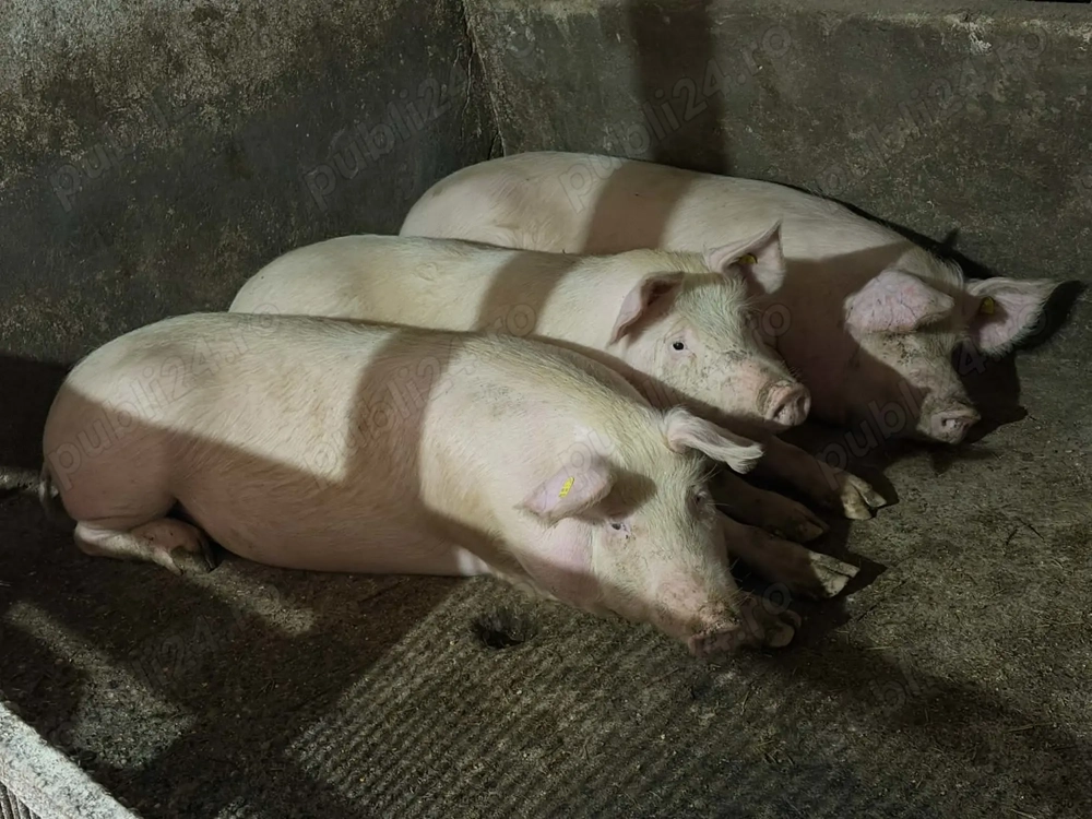 Porci de 130-150 kg.