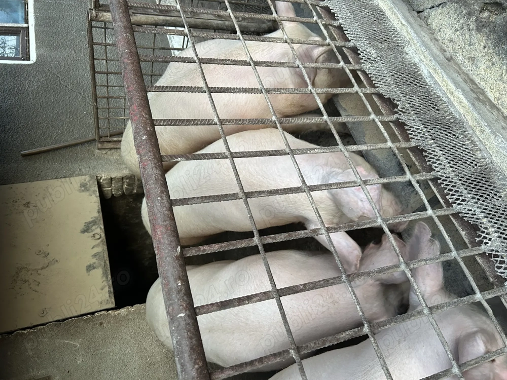 PORC de vânzare crescut la țară 