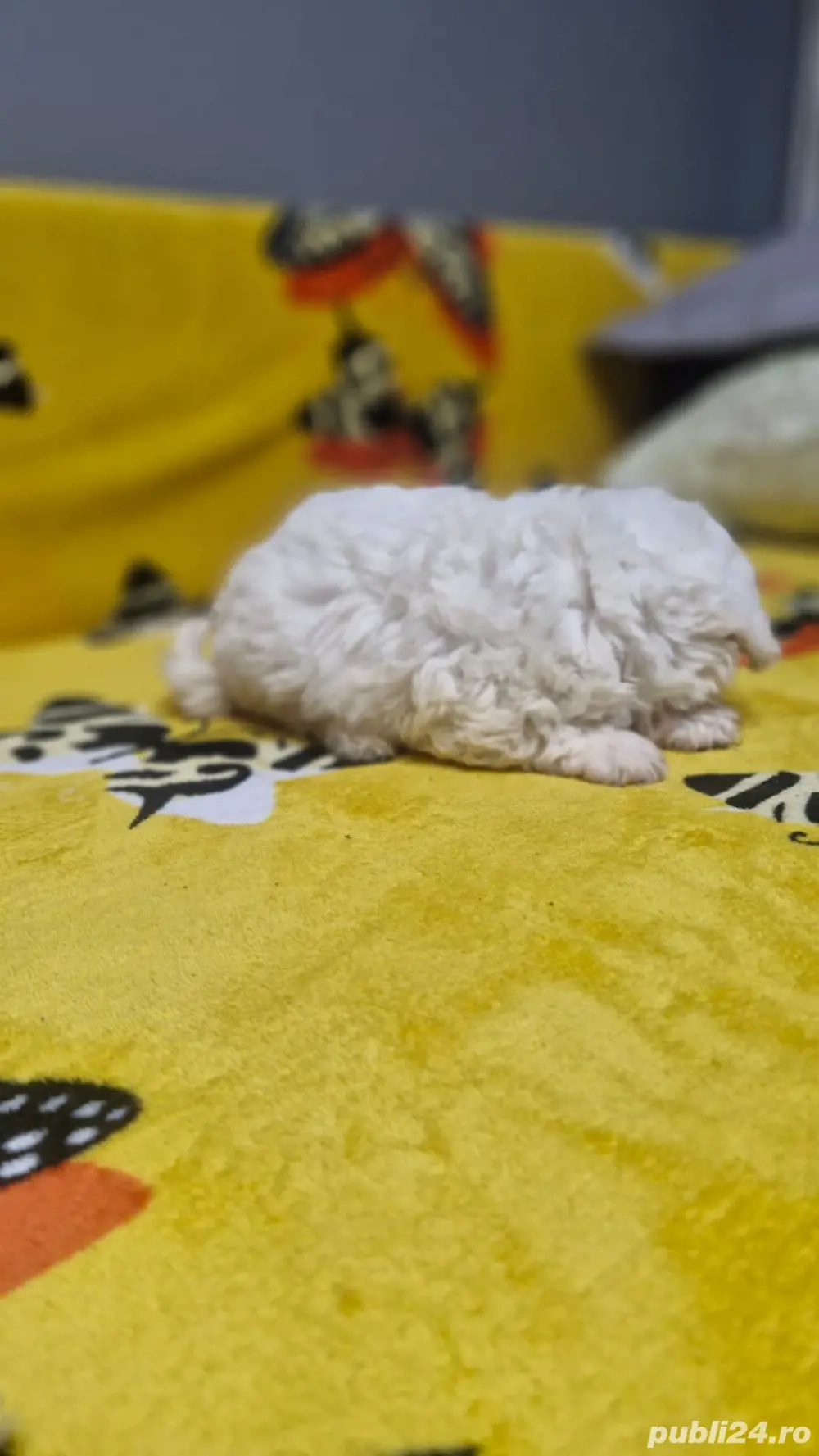 bichon maltez baietei
