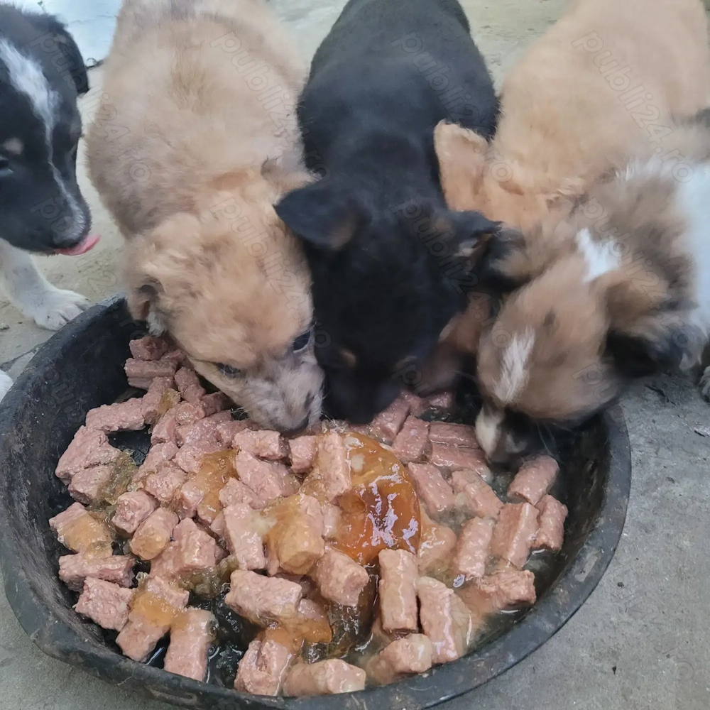 Donez căței talie mică