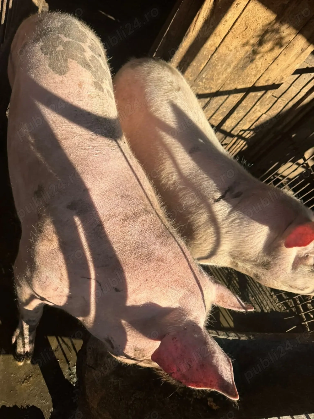 Porci de vanzare 140-160kg pentru sacrificat de Crăciun 