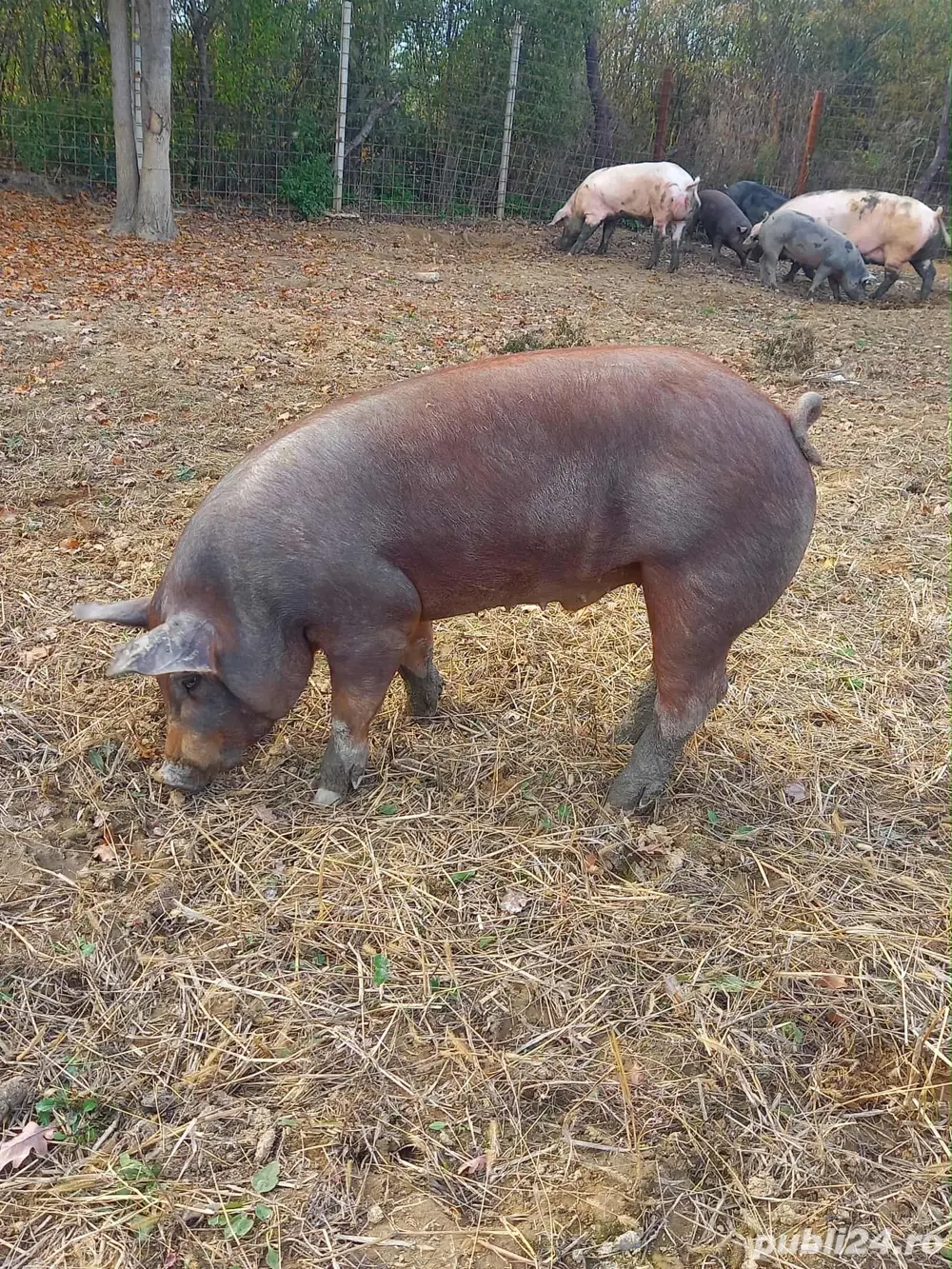 2 Porci Durok 17 lei kg