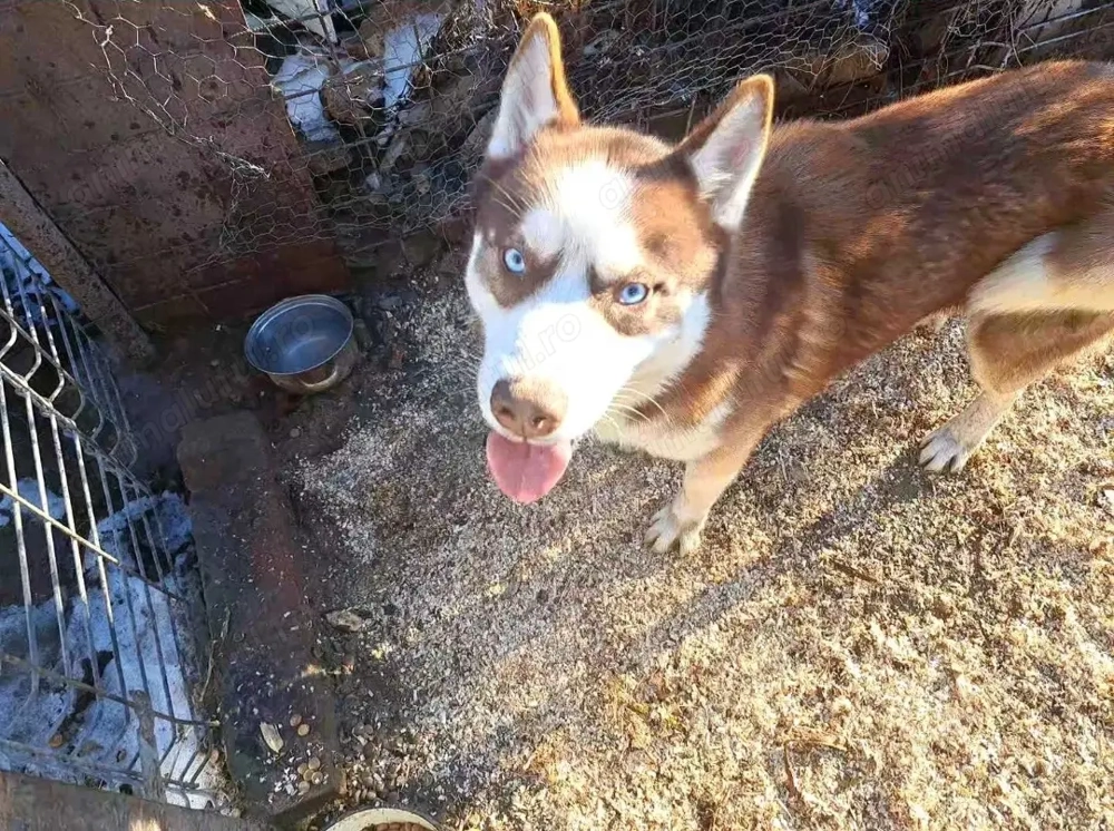 Se vinde mascul husky varsta 3 ani