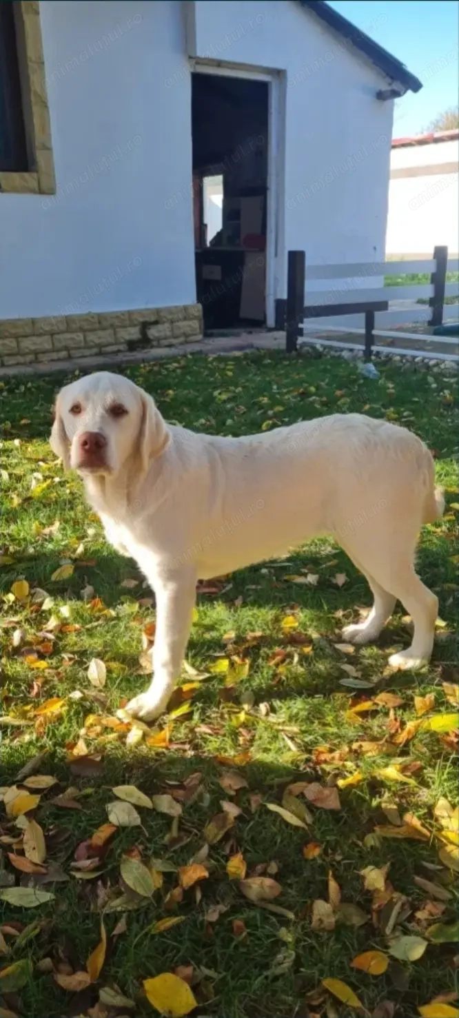 Vand femela de lqbrador rasa pură!!!!