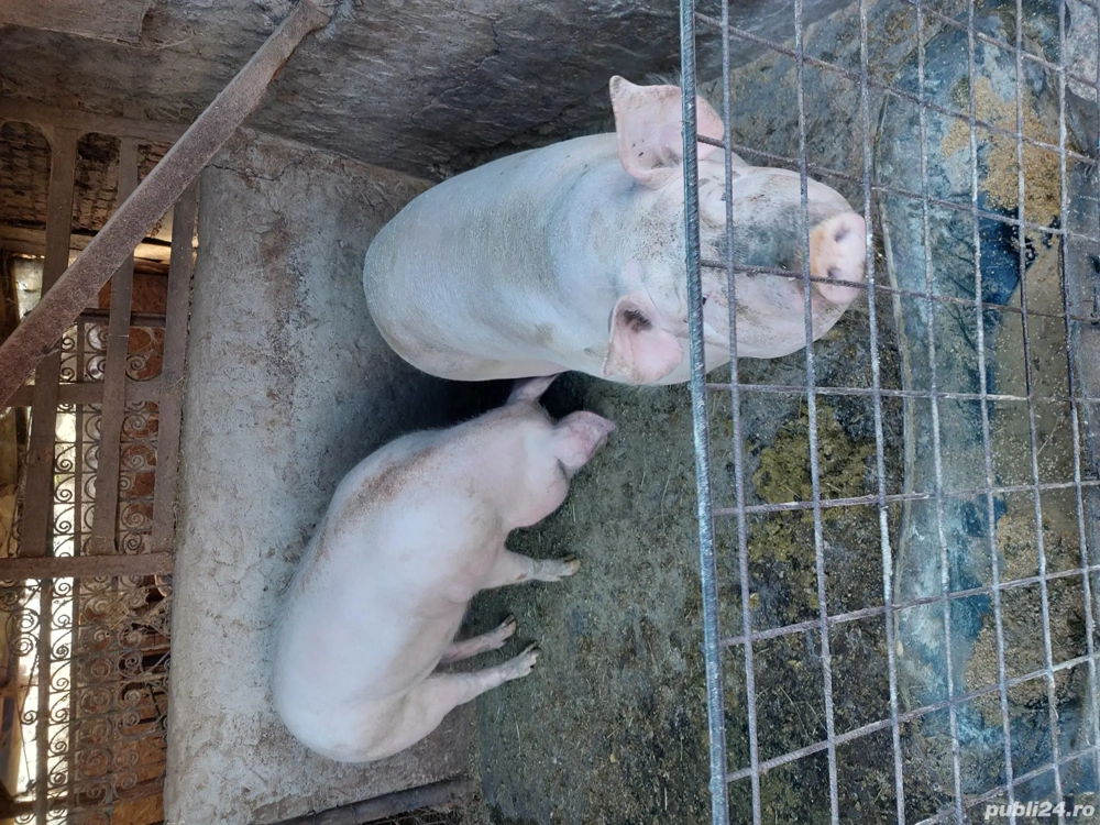 vimd  porci  180kg 15 roni