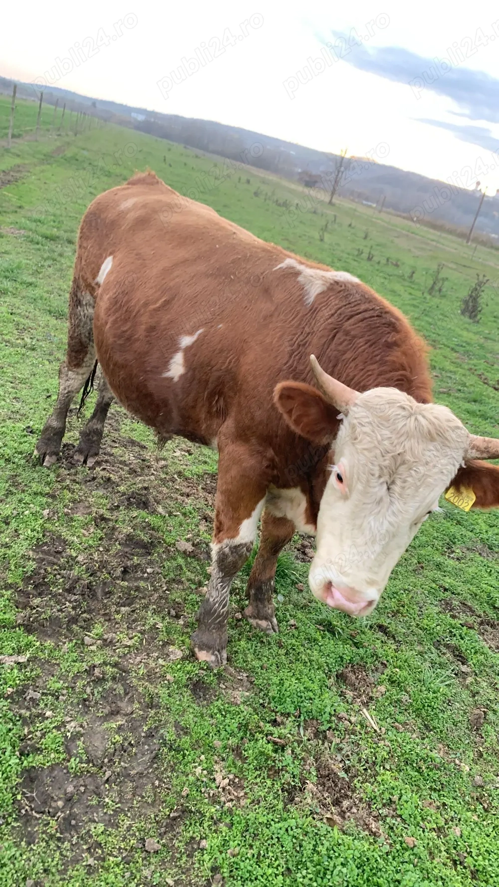 Vând taur bălțata românească 