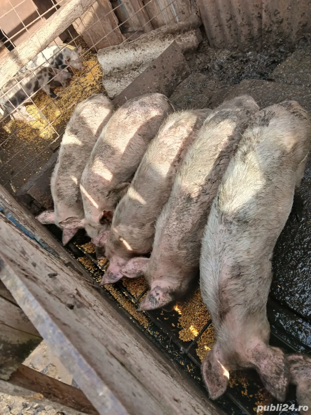 Vând 4 masculi de12 săptămâni 300 RON bucata și șoldani 500 RON bucata