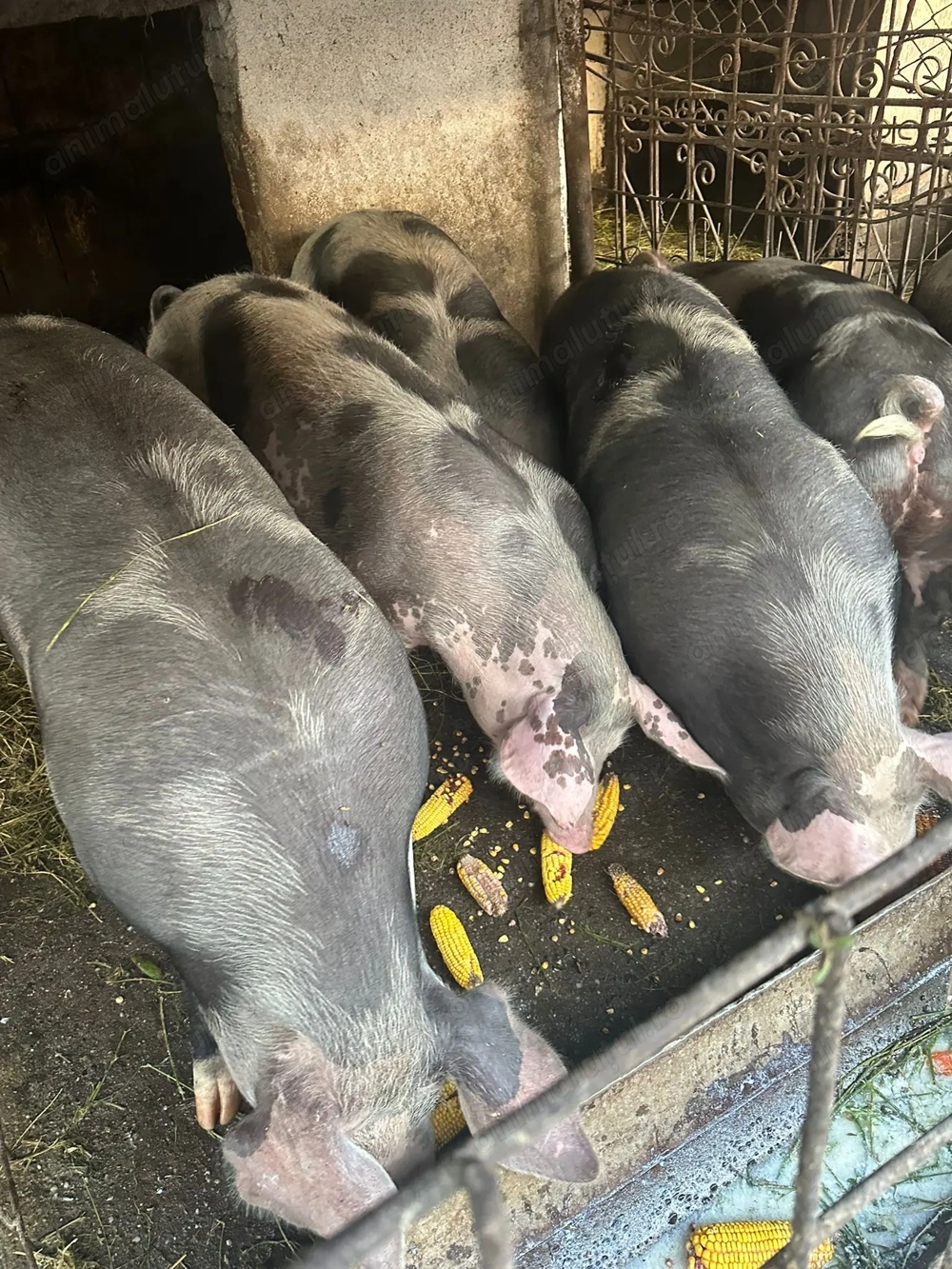 Porci pentru sacrificat 100-140kg Bio