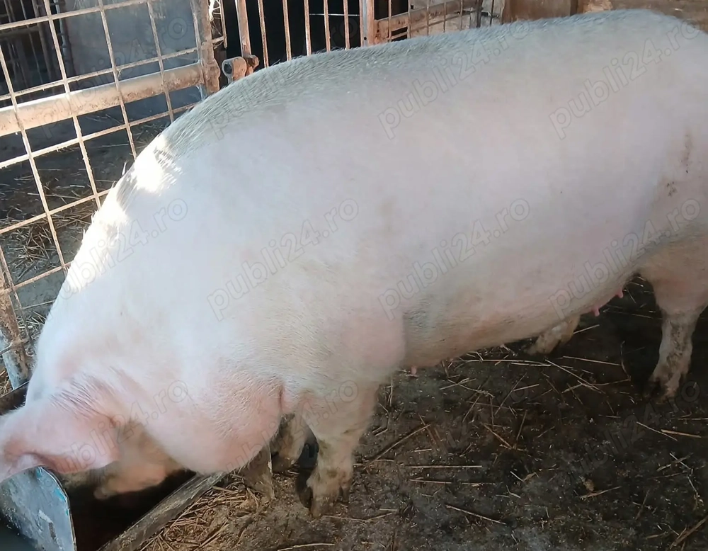 Porci de vanzare Crăciun 