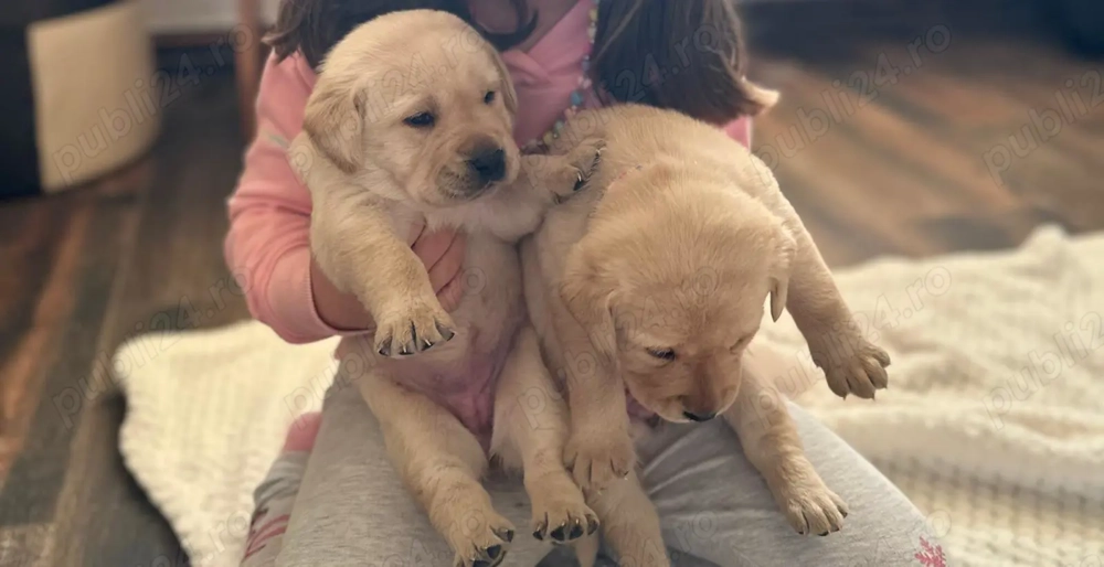 Pui Labrador Retriever Fetițe 