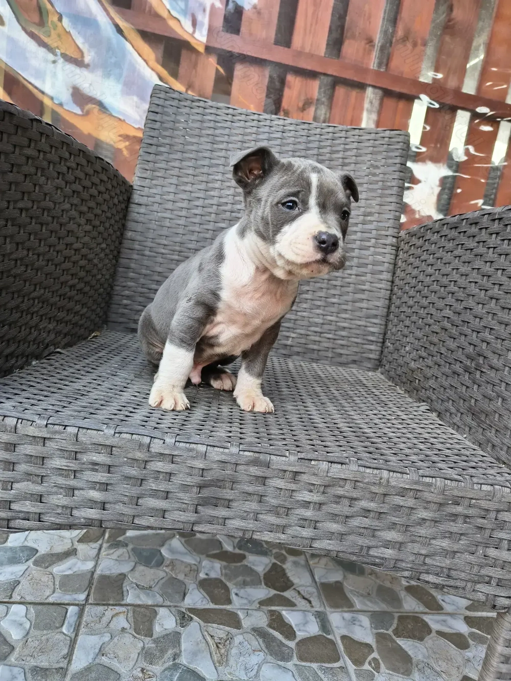 Amstaff Blue rasa pura 