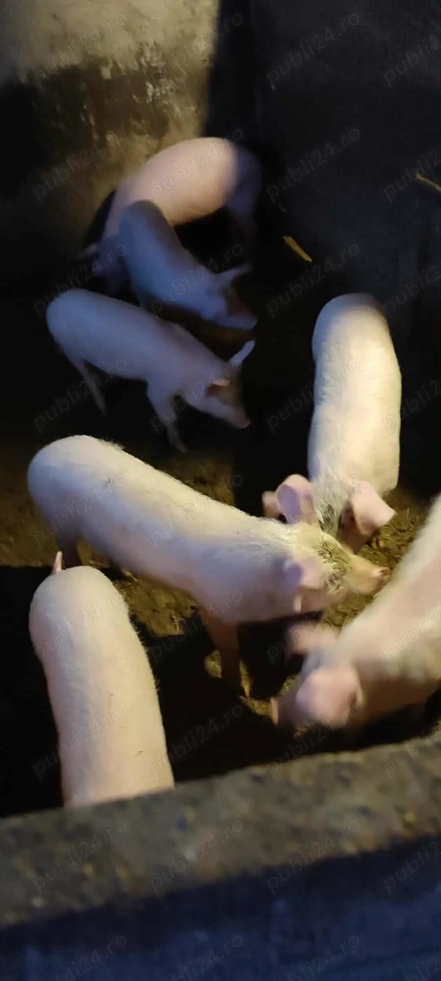 Vand purcei - Cojocna