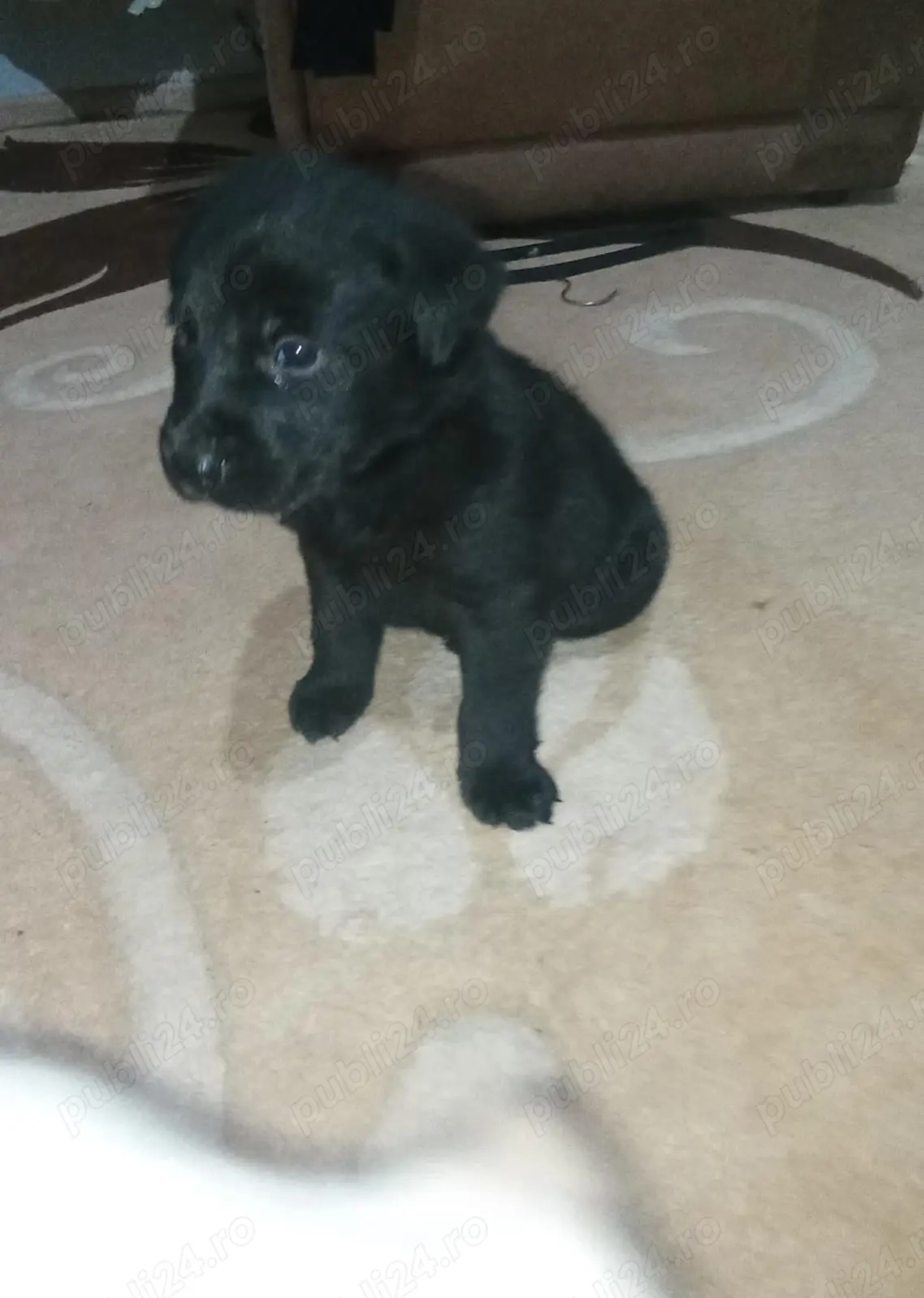 Pui Labrador Retriever Galbeni si Negri