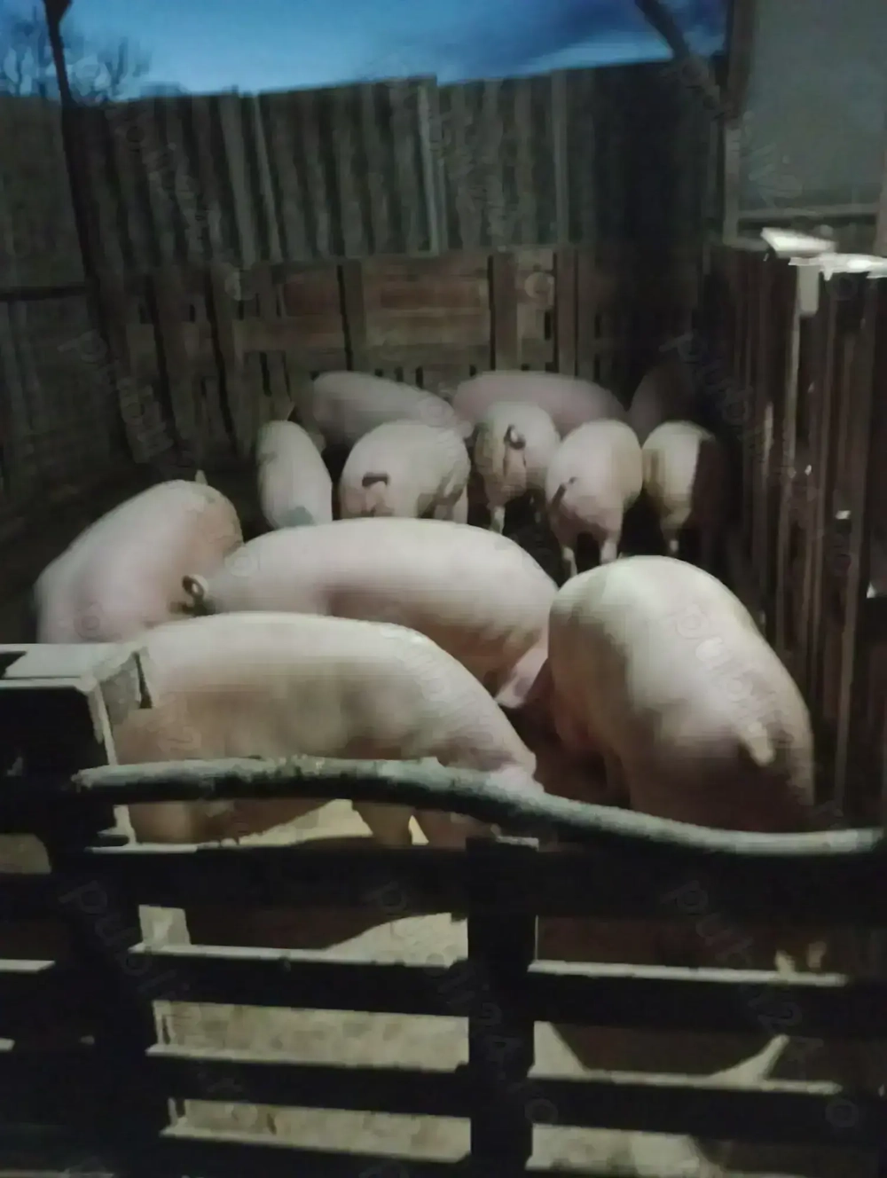 Vând porci de carne de la 100 la 200 de kg