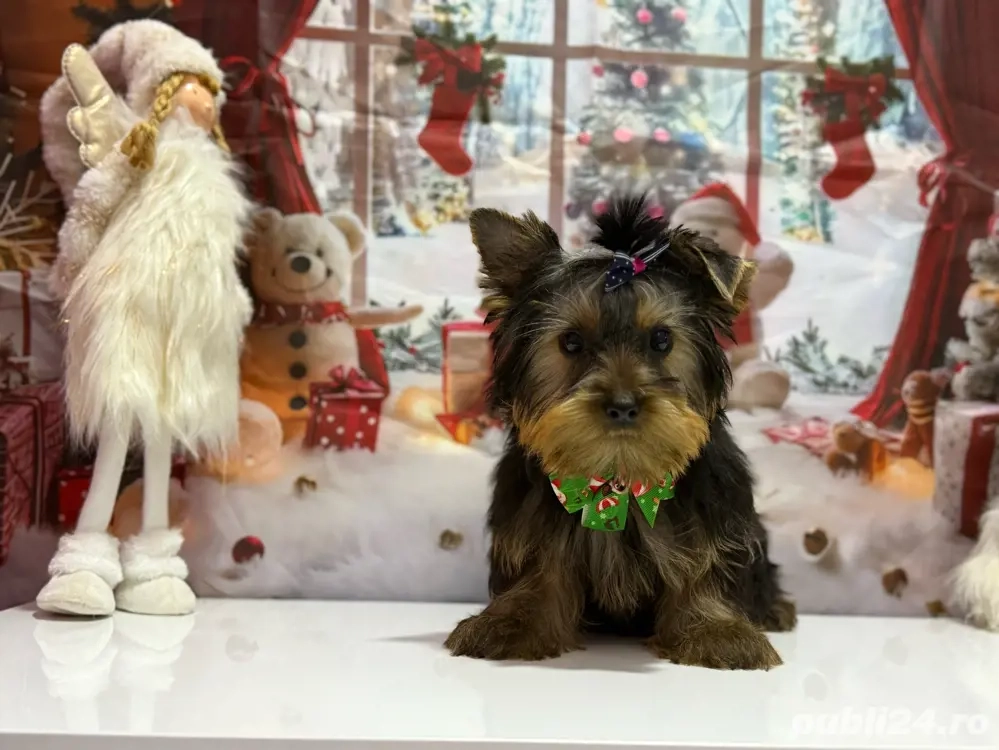 Yorkshire Terrier, Mascul, Canisa, Certificat de pedigree 