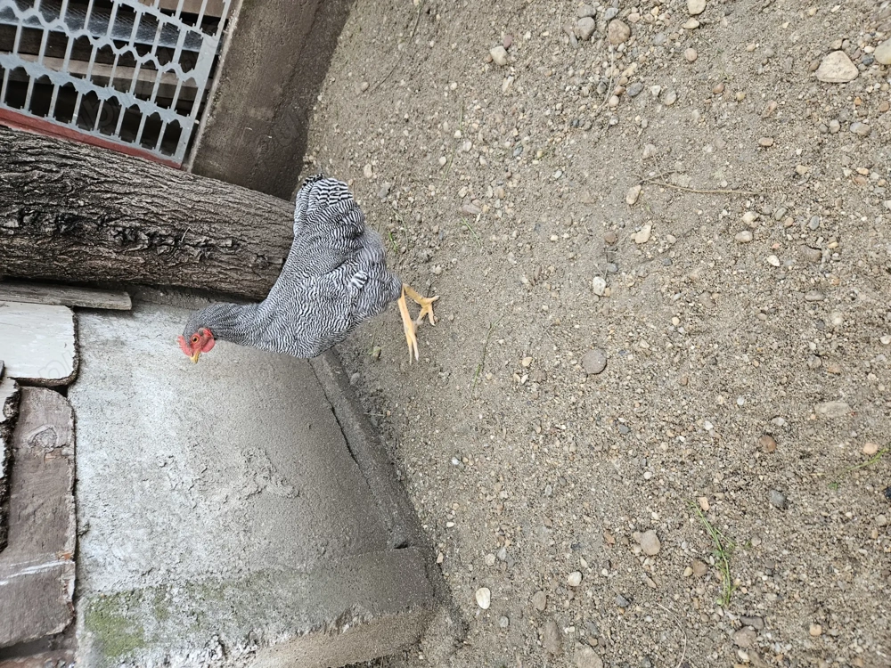 Cocoș Playmont Rock Barat 