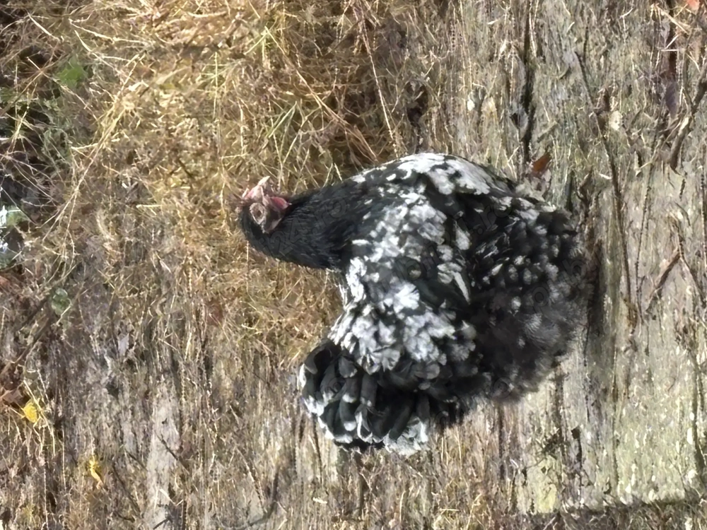 Orpington bobat de vânzare 