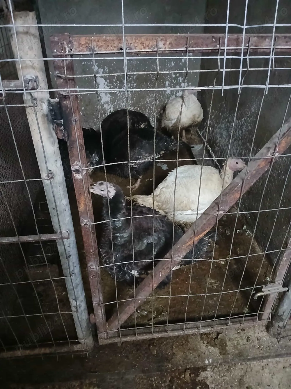 Vitei ,porci și curcani 