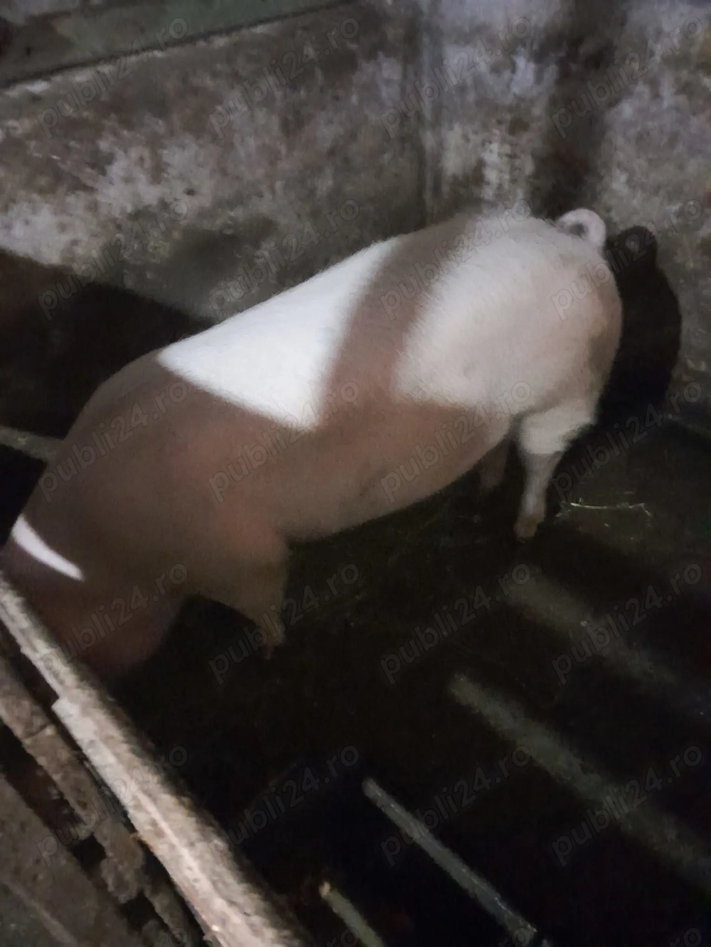 Porc de vânzare 140 de kg.Detalii la nr   