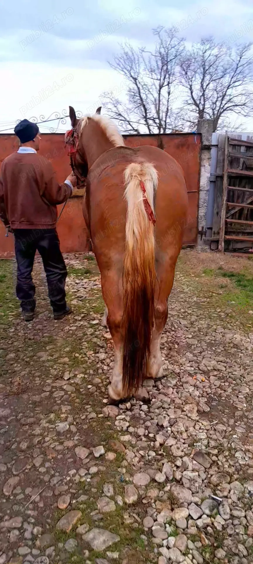 De vânzare o manză .tel ( 