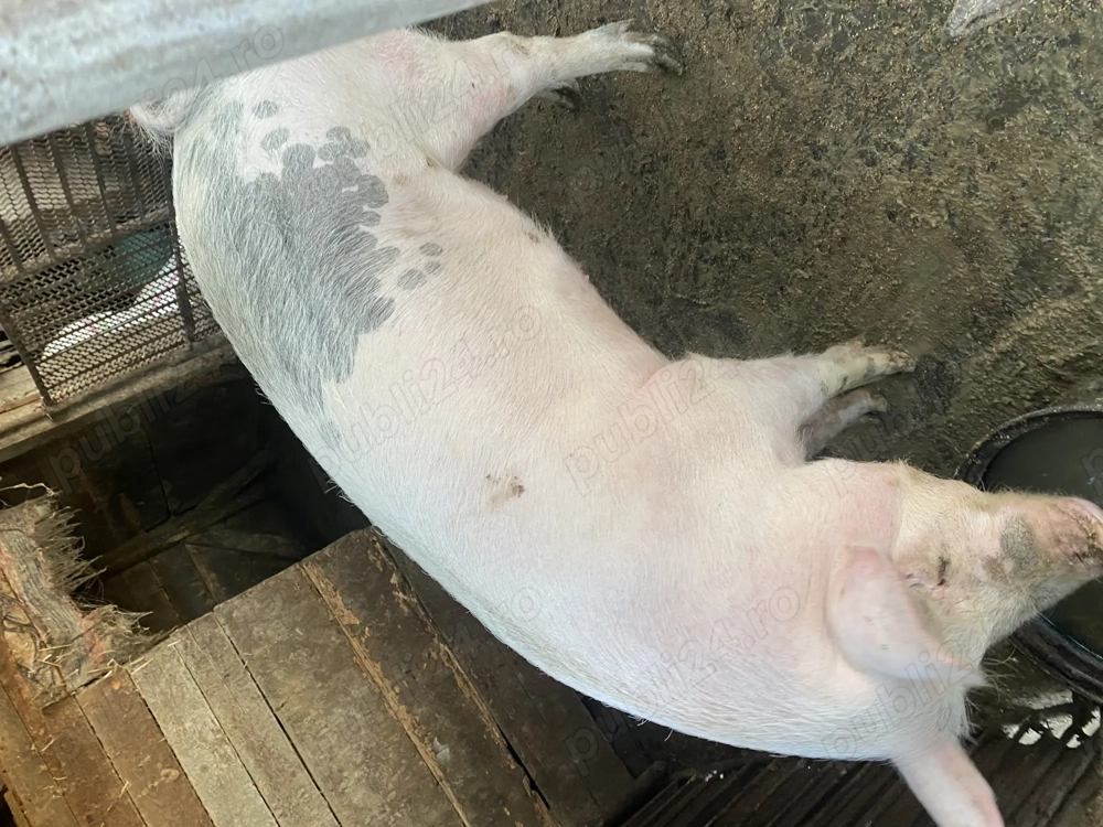 Porc de vanzare pentru craciun