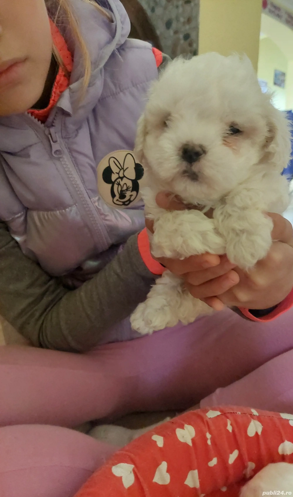 Pui Bichon Maltez