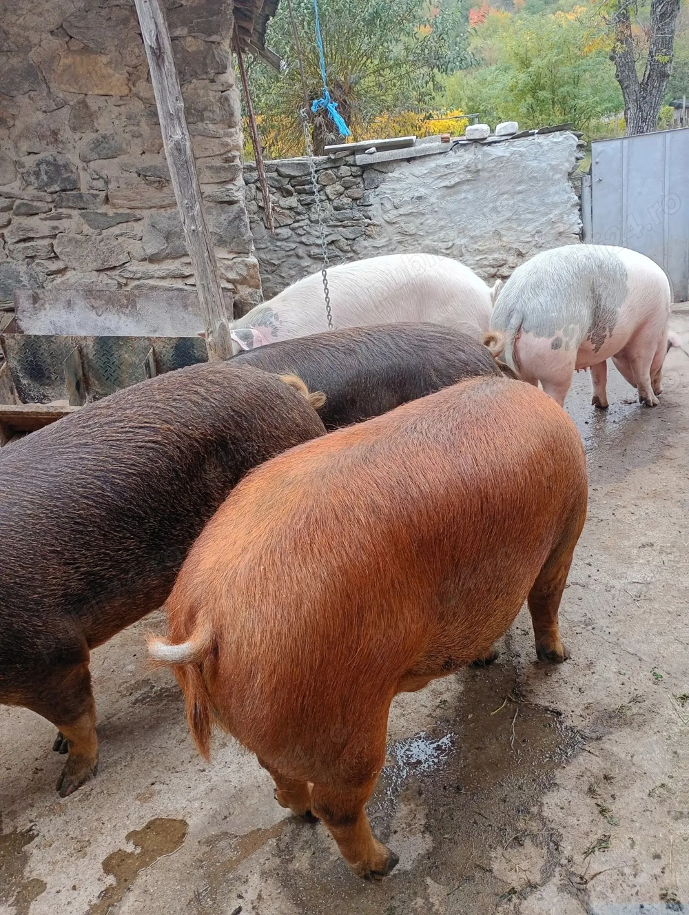 Se vând! 2 disponibili 