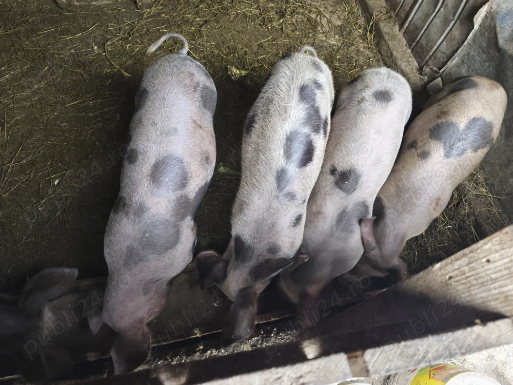 Vând porci de carne greutate 55-65 kg