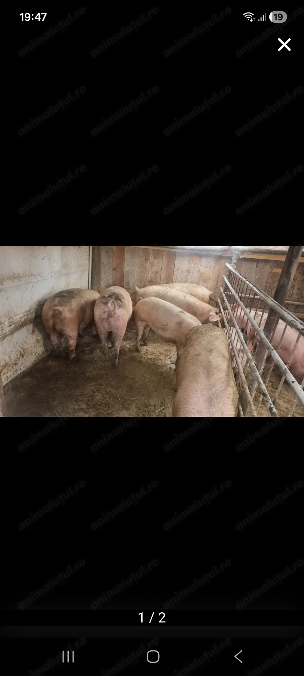 Vand porci cu greutati cuorinse intre 100-130 si peste 200 kg 