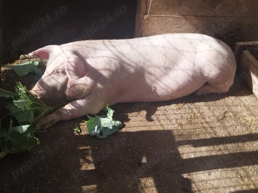 VÂND un sfert    București -Ilfov 