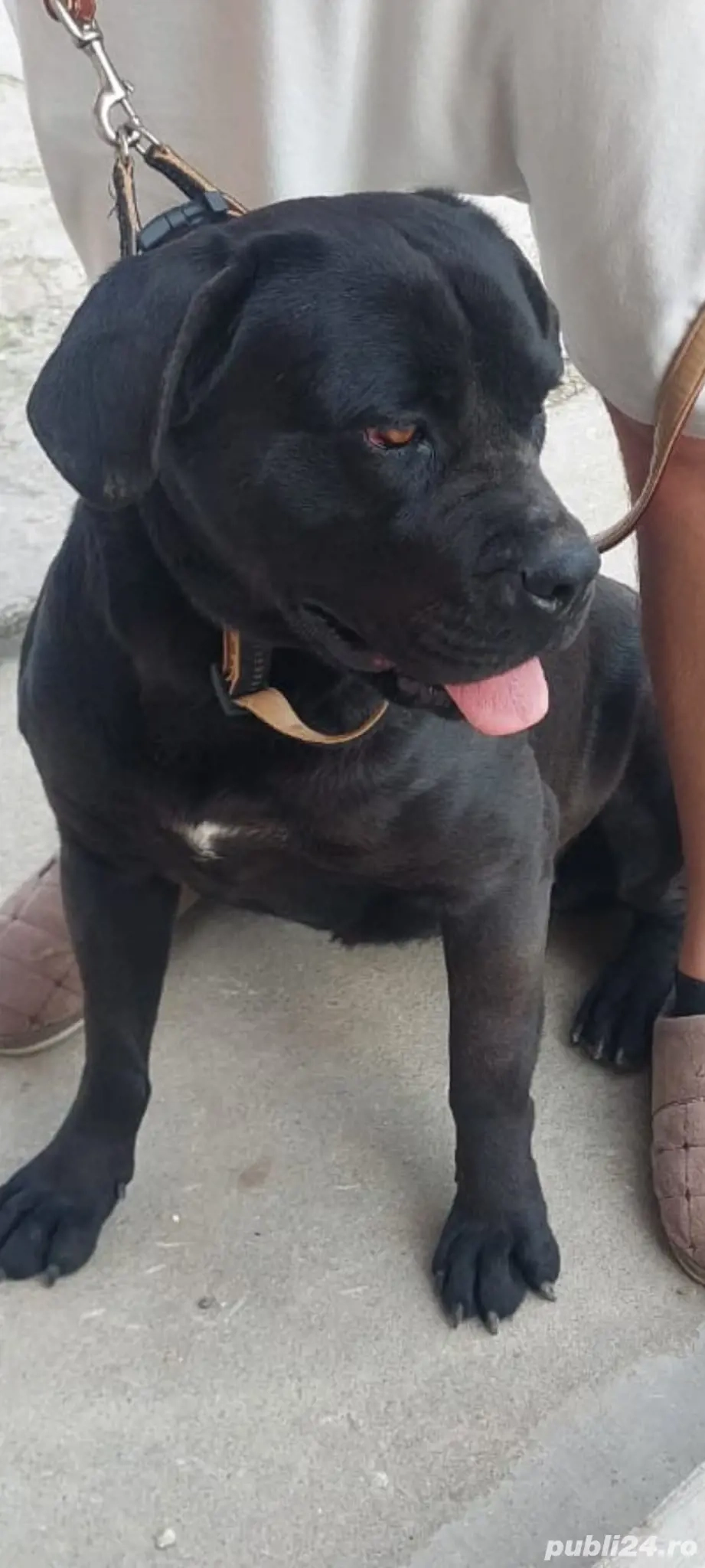 Vând femelă CANE Corso