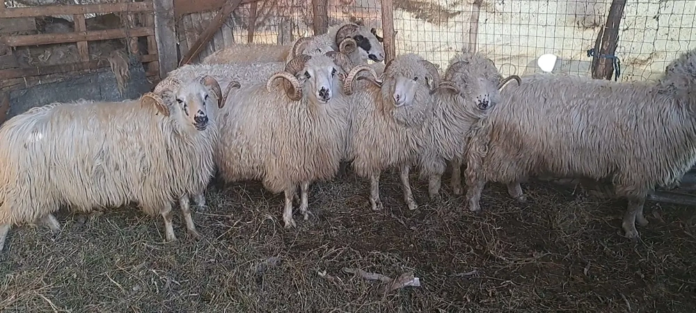 Berbeci de vanzare !!