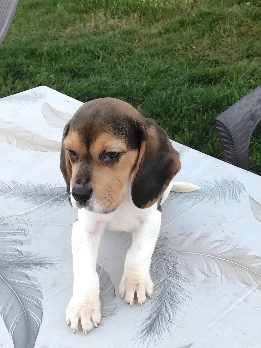 Pui beagle tricolor