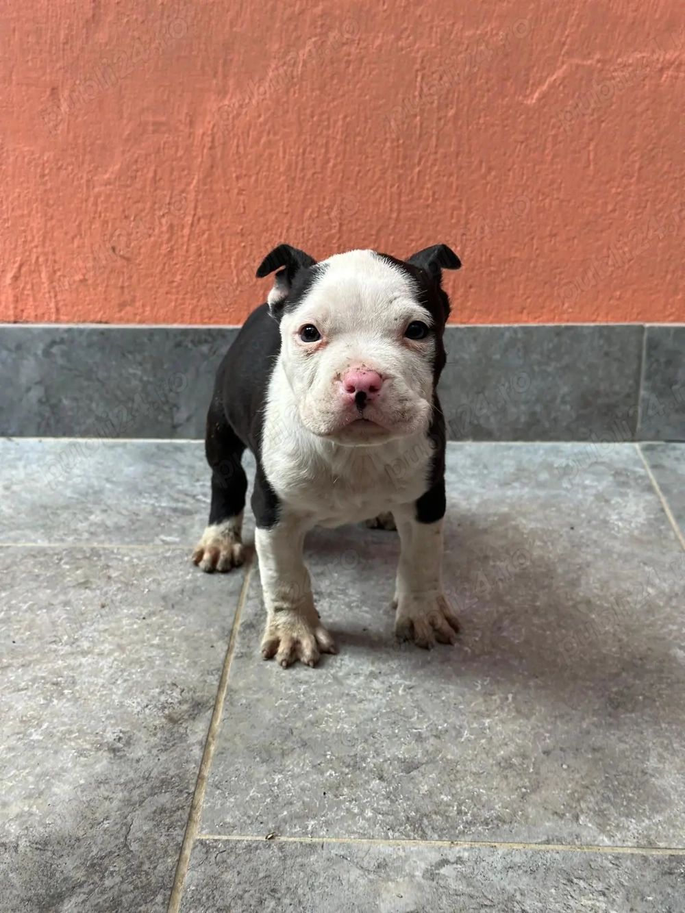 Pui Amstaff deosebit