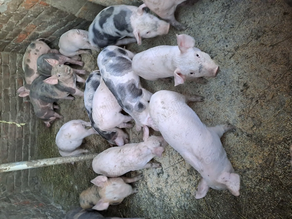 vind porci 130 k 1500 lei buc si purcei 500 buc neg.