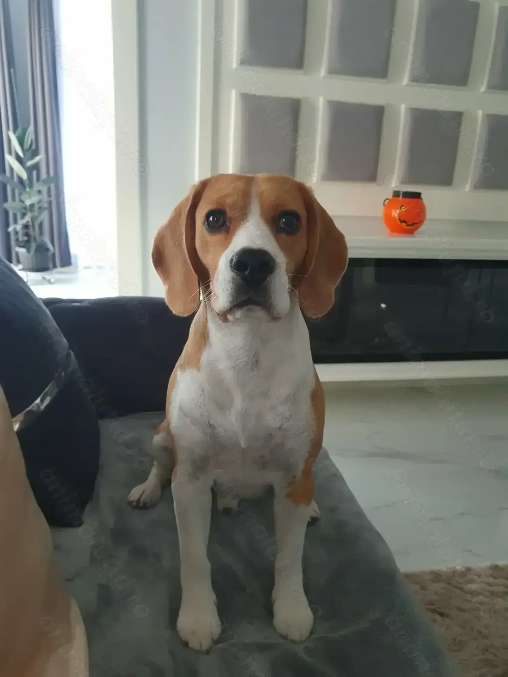Beagle pentru m0nta