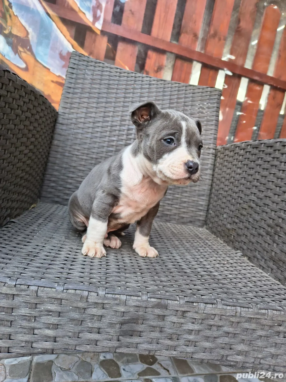 Cățel Amstaff blue
