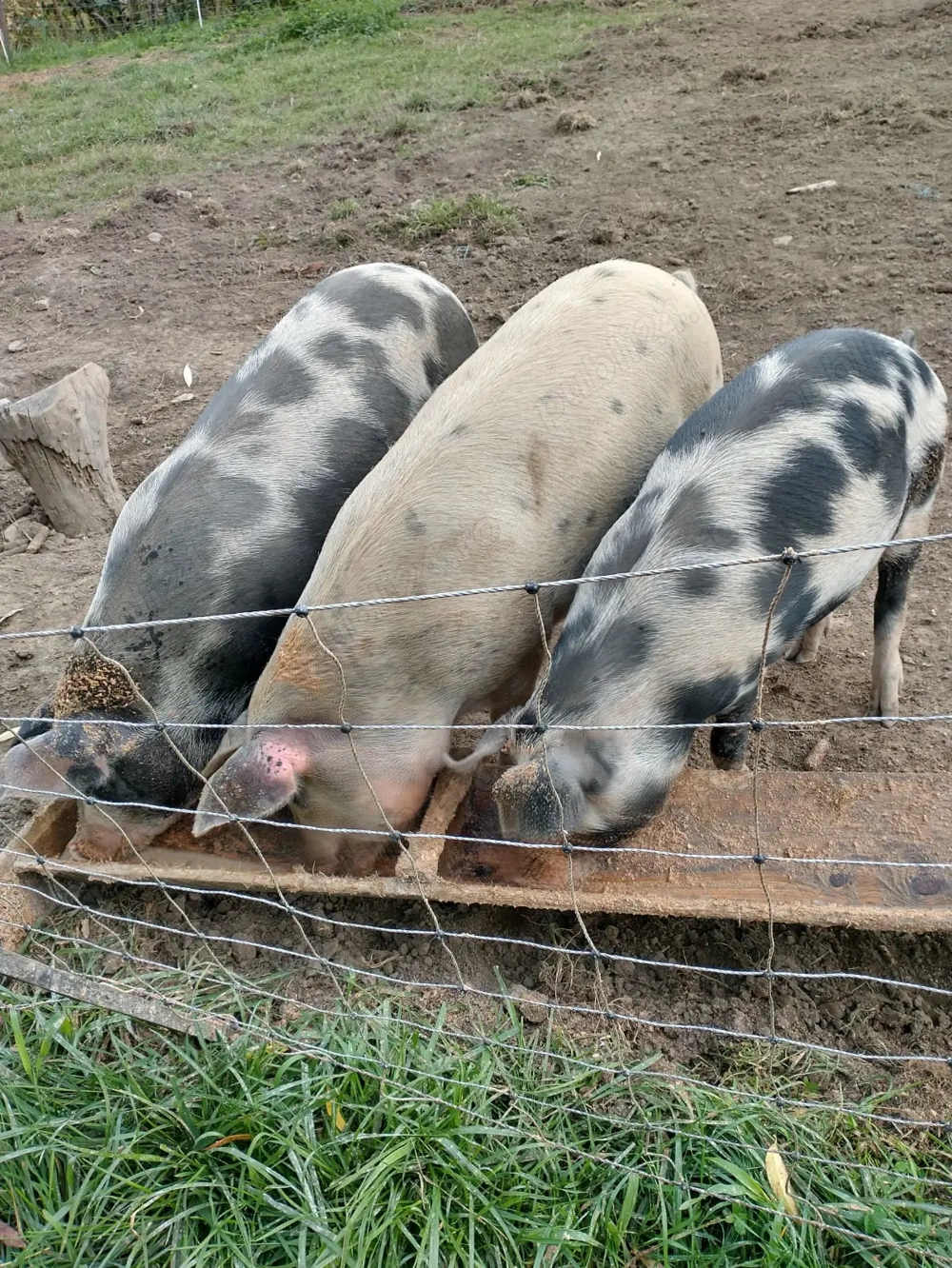 Vand porci de carne   15 lei kg