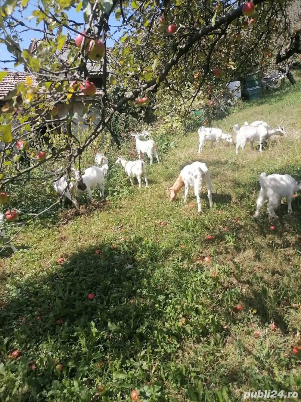 vând capre gestante 