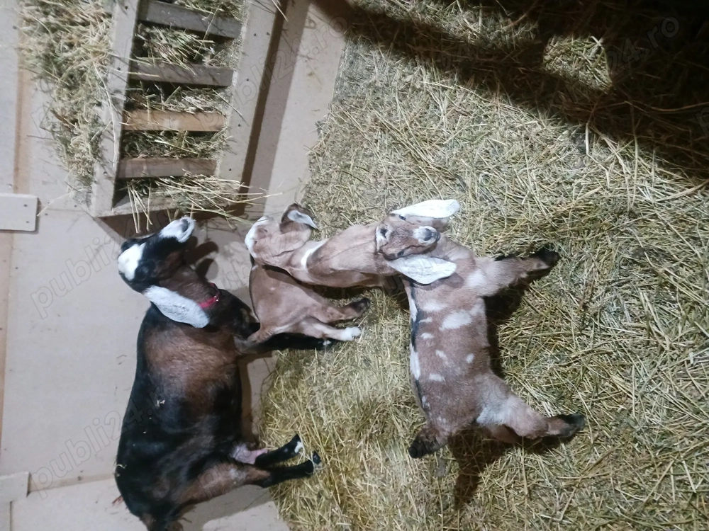 Ieduți anglo nubian de vânzare 