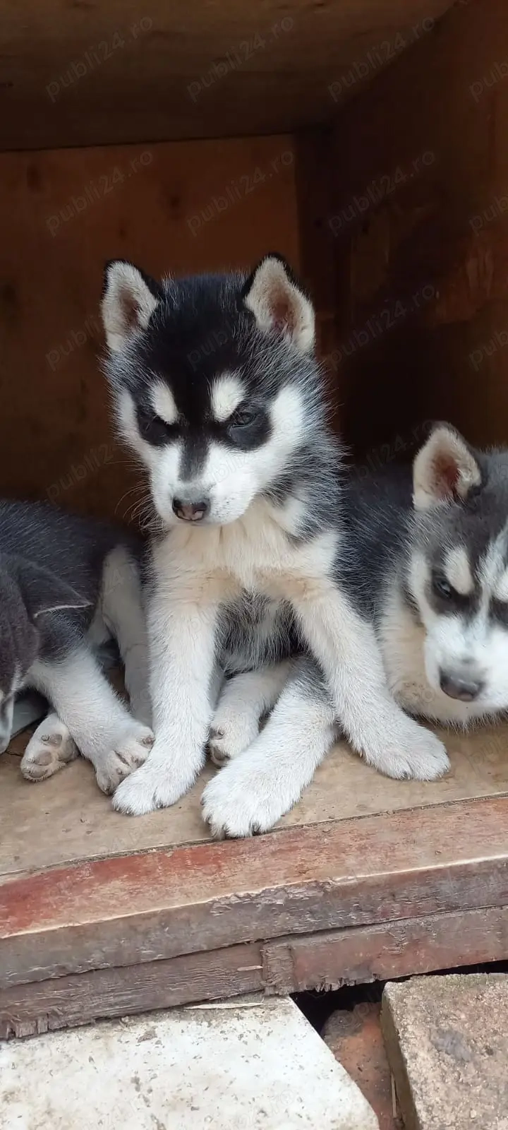 Vând pui hasky siberian ( fetite ) la un preț foarte bun