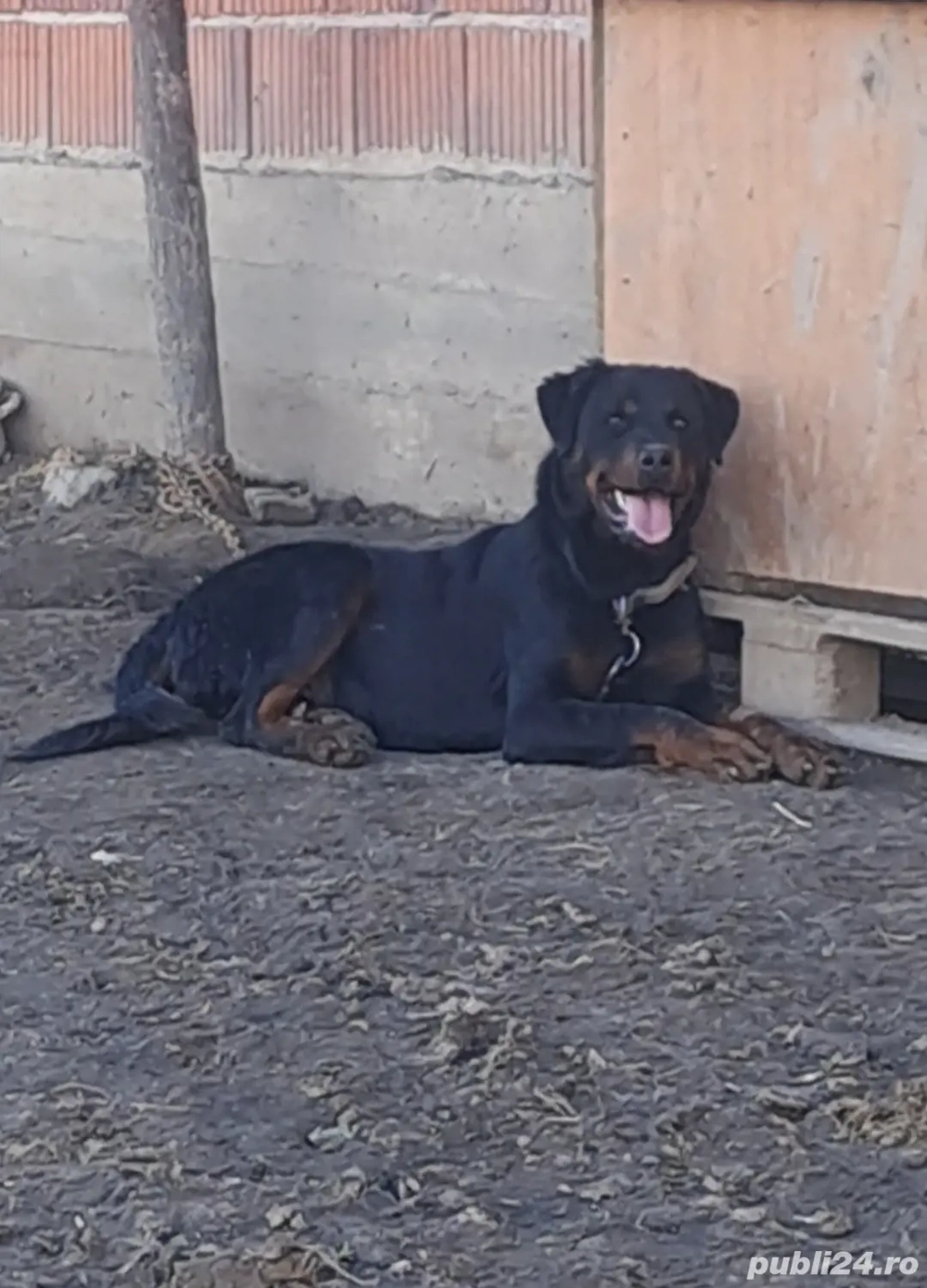 disponibilă femelă Rottweiler 