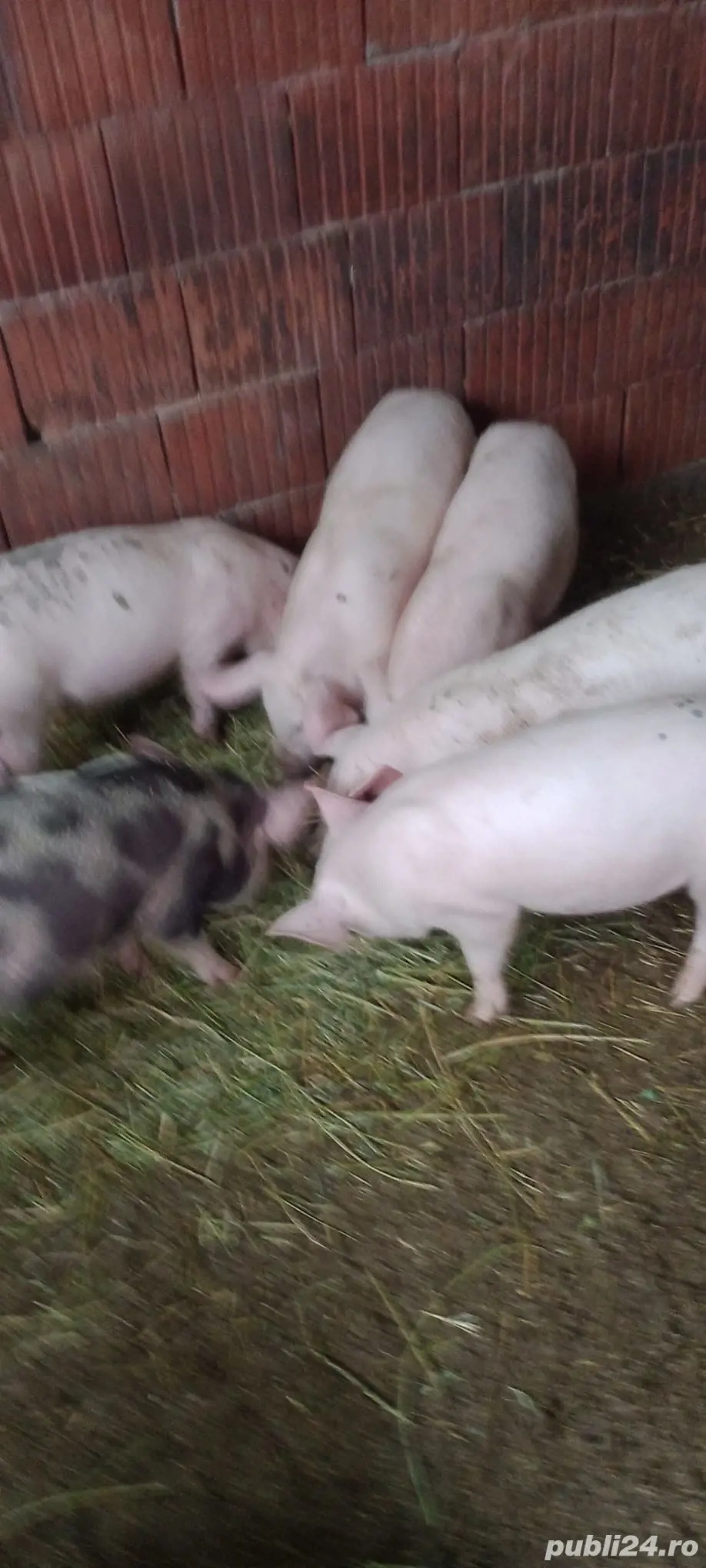 Purcei marele alb cu petrean 