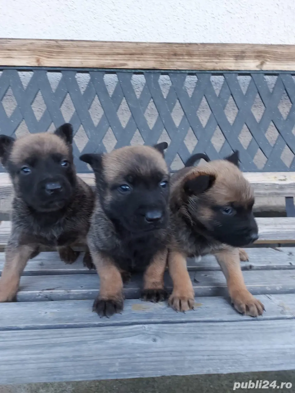 Catei Ciobanesc Belgian Malinois