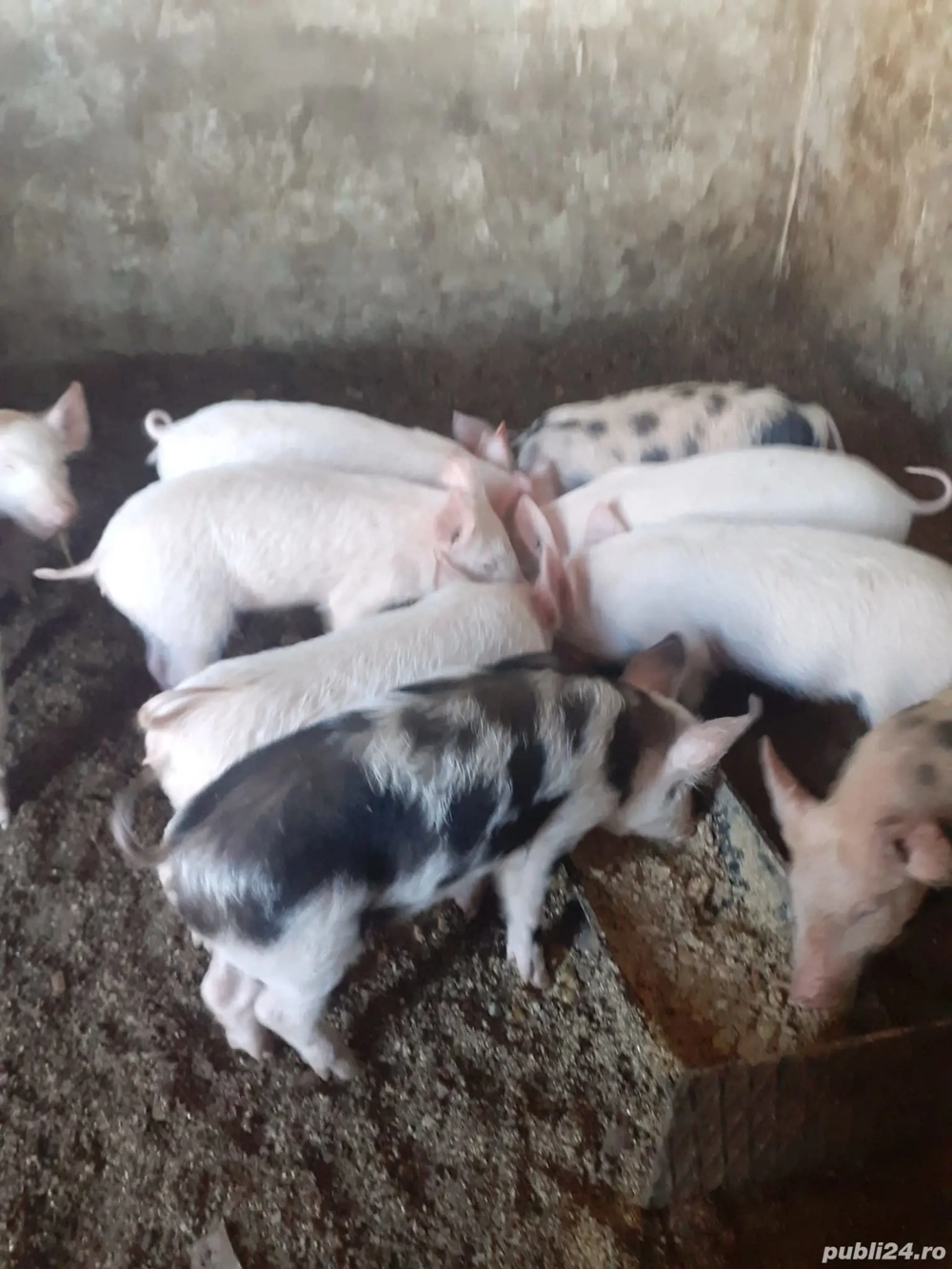 Purcei de vânzare 