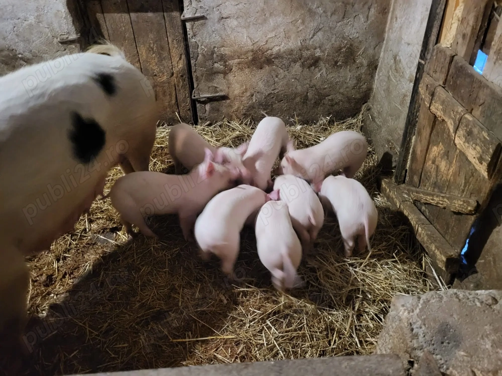 Vând purcei de 7 săptămâni . Preț convenabil.